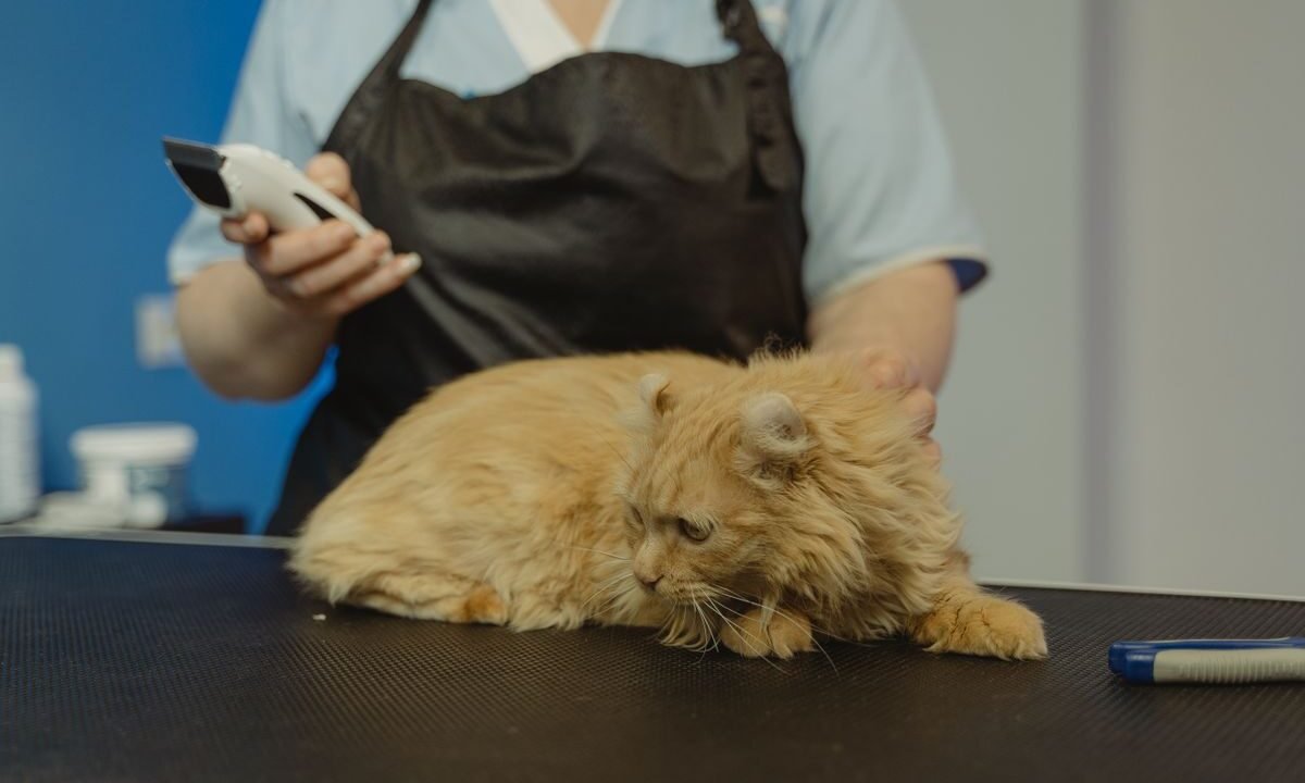 Long-haired cat receiving careful professional grooming for tangled fur