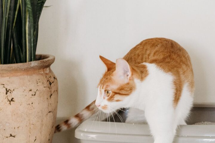 Cat stepping away from a litter box in a quiet indoor area