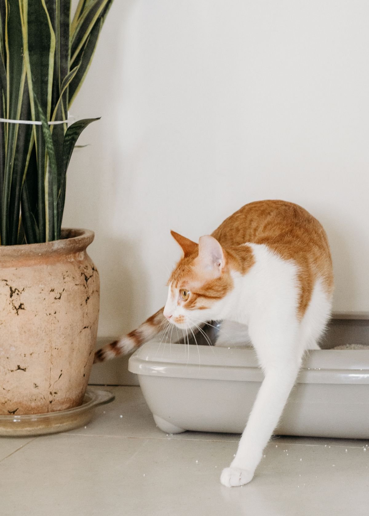 Cat stepping away from a litter box in a quiet indoor area