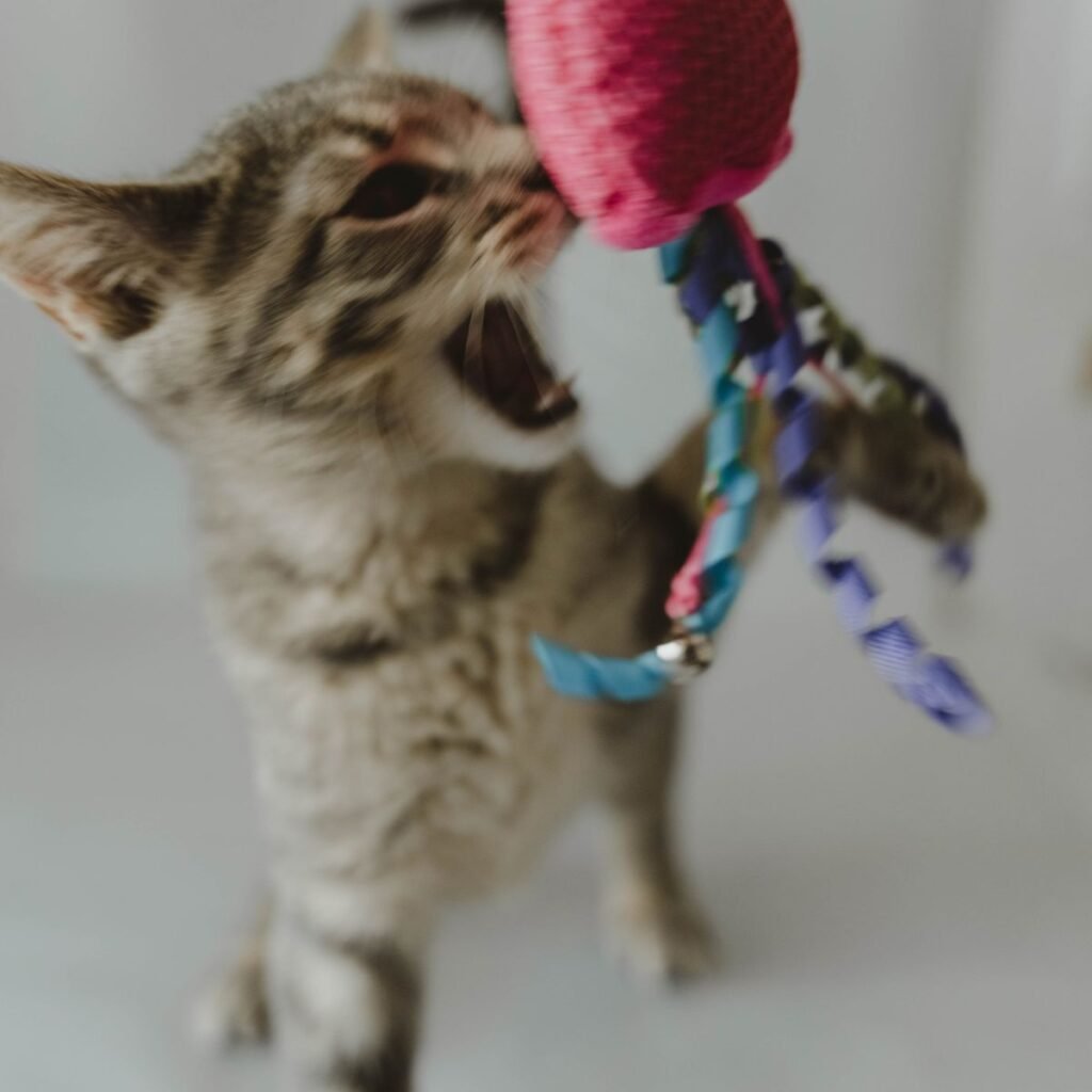 Tabby kitten playing with a toy mouse during indoor enrichment