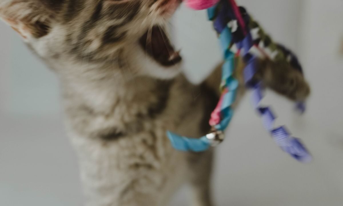 Tabby kitten playing with a toy mouse during indoor enrichment