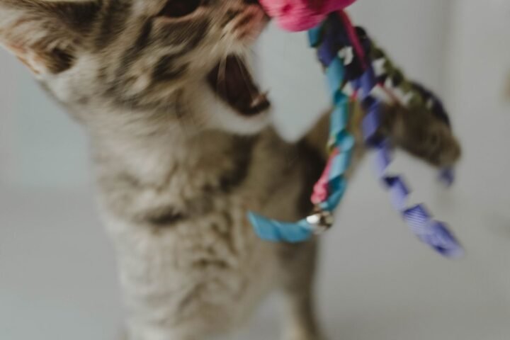 Tabby kitten playing with a toy mouse during indoor enrichment
