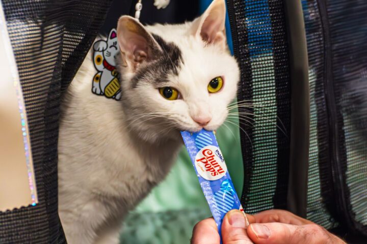 Cat resting inside a secure carrier during travel preparation
