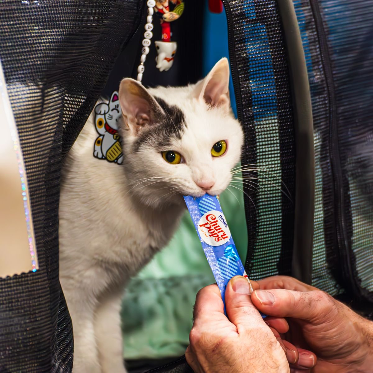 Cat resting inside a secure carrier during travel preparation
