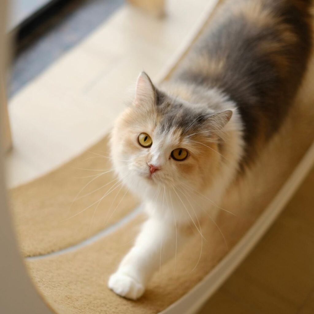 Cat standing against a tall scratching post while scratching