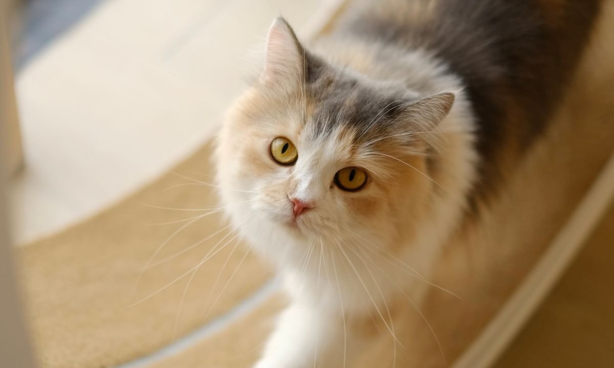 Cat standing against a tall scratching post while scratching