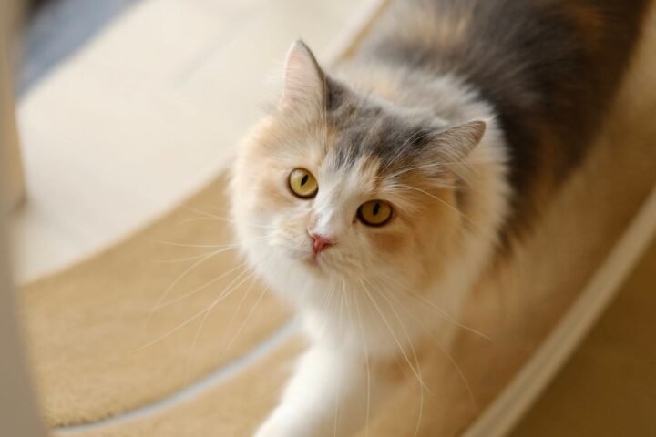 Cat standing against a tall scratching post while scratching