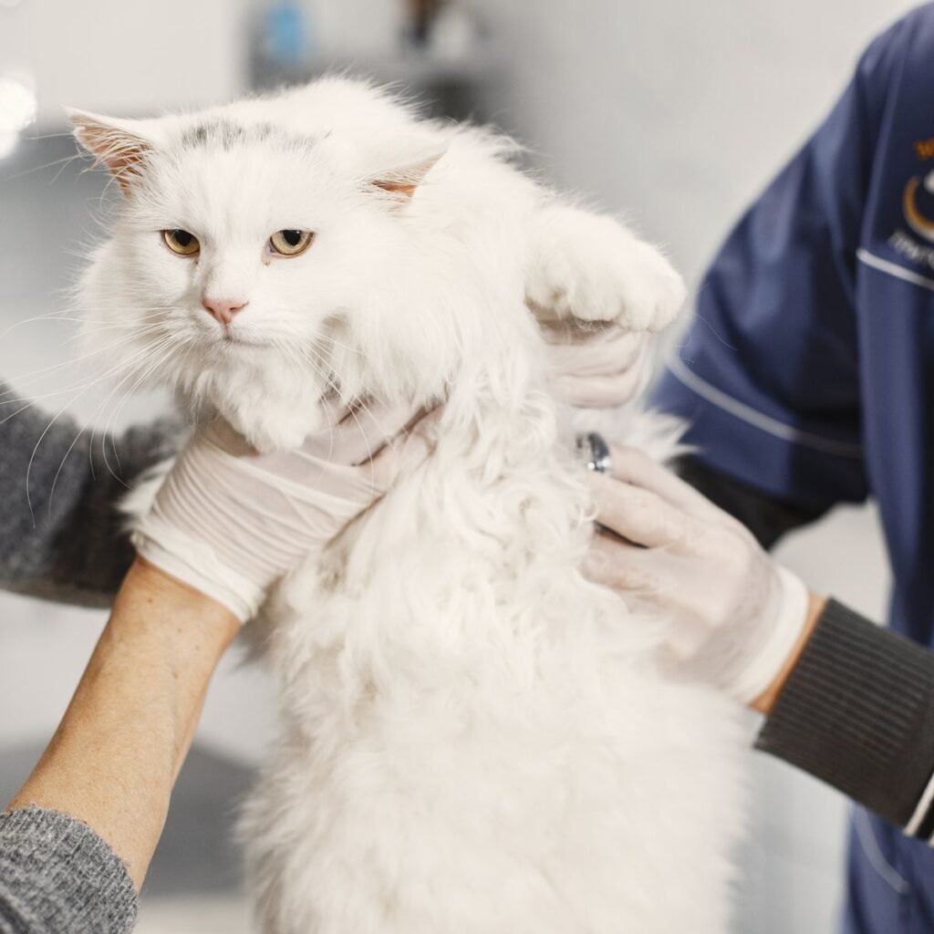 Veterinarian examining a white cat during a clinic visit