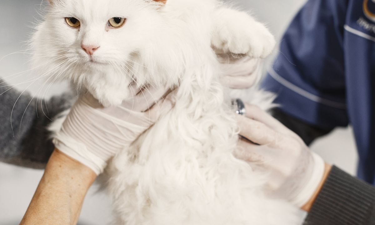 Veterinarian examining a white cat during a clinic visit