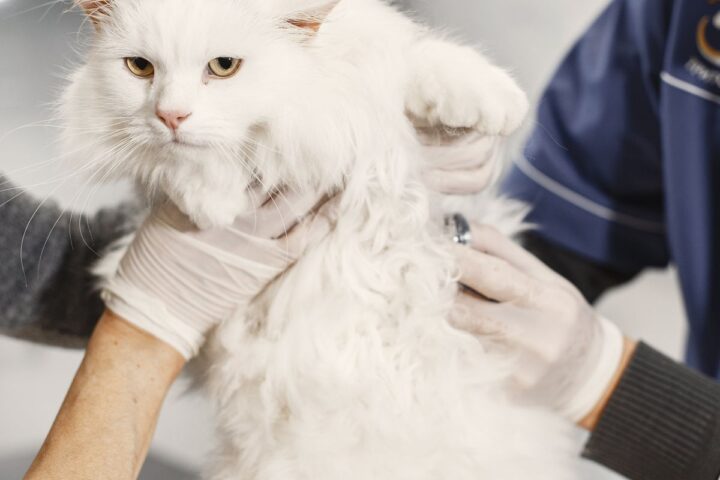 Veterinarian examining a white cat during a clinic visit
