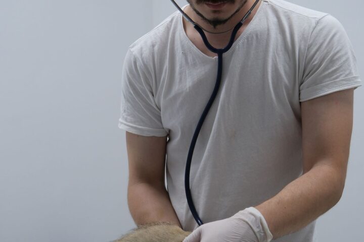 Veterinarian examining a cat with a stethoscope in a clinic
