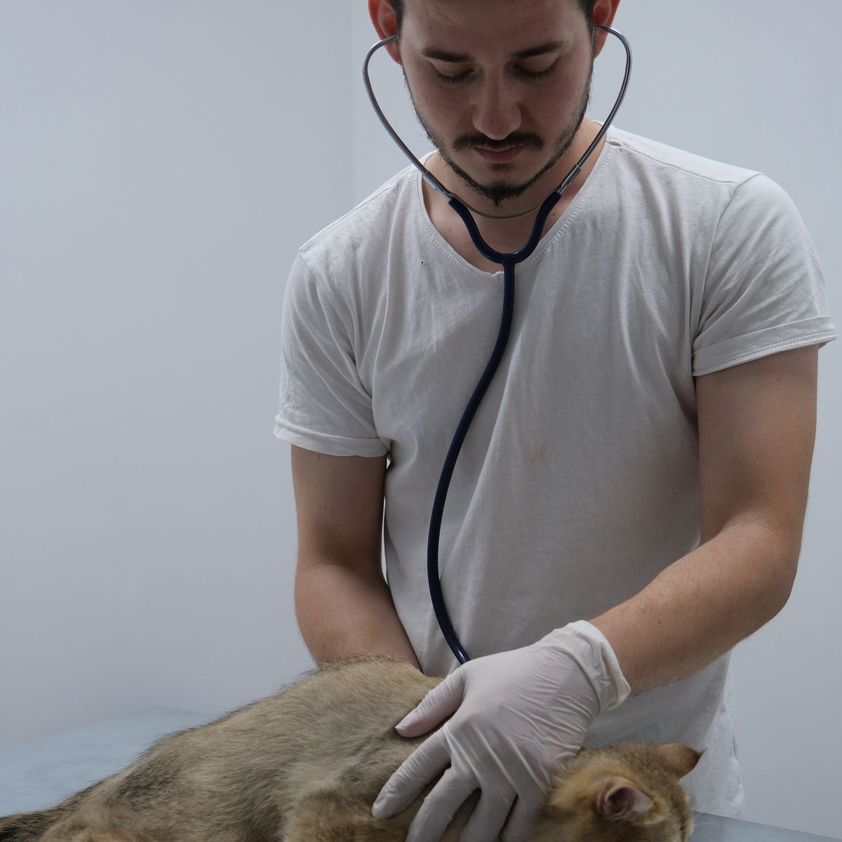 Veterinarian examining a cat with a stethoscope in a clinic