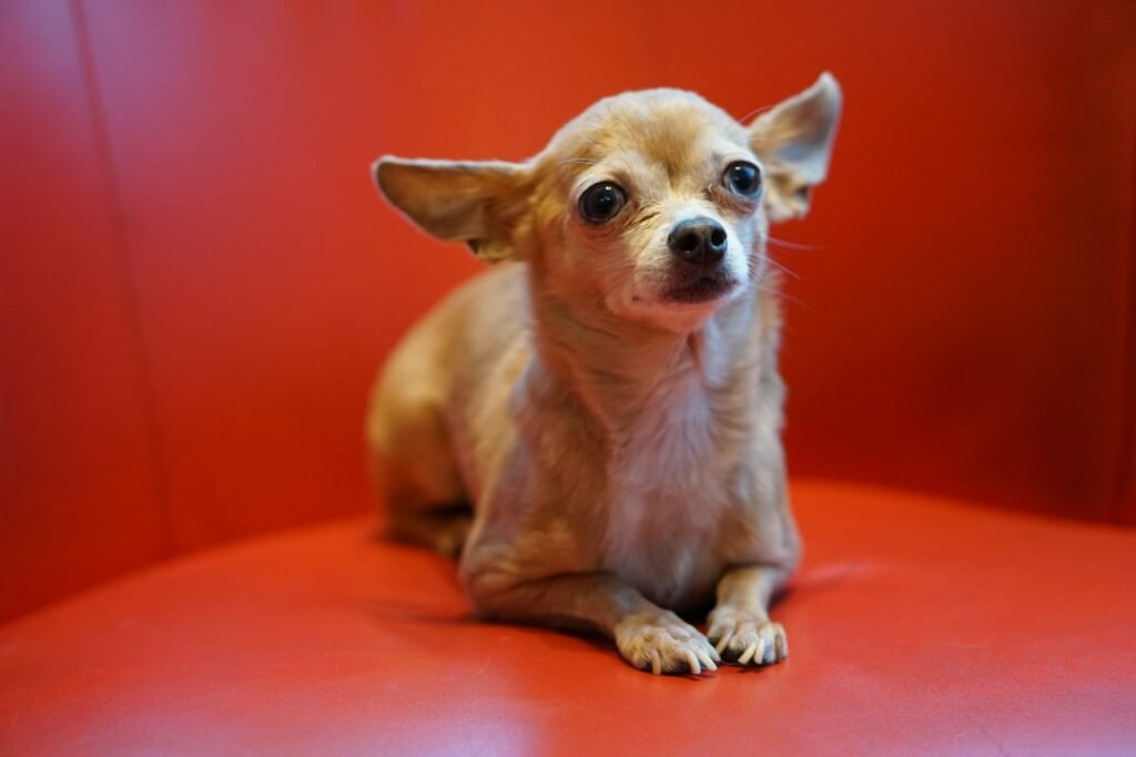 Small Chihuahua sitting indoors for a toy-breed feeding guide