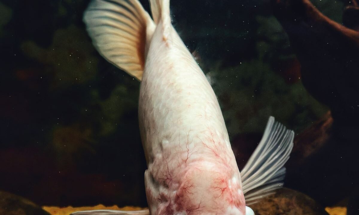 Freshwater fish swimming in slightly murky aquarium water during a water quality check