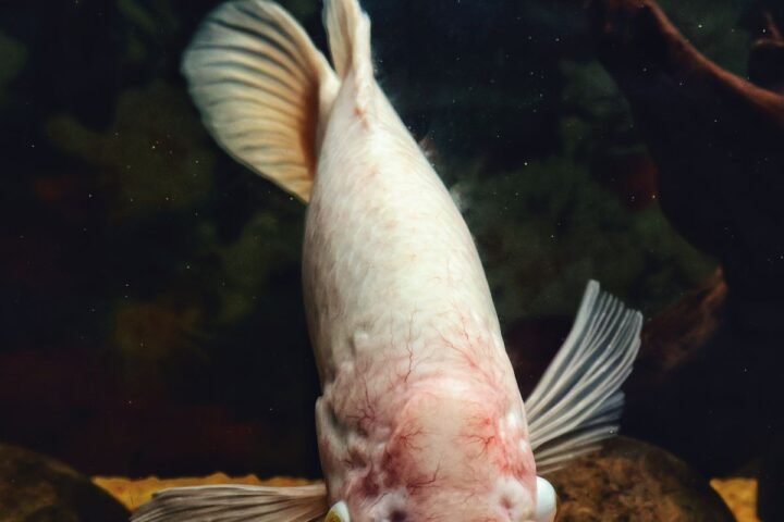 Freshwater fish swimming in slightly murky aquarium water during a water quality check