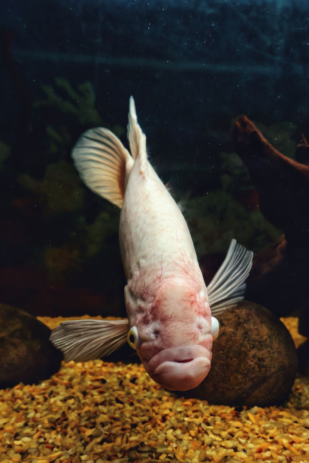 Freshwater fish swimming in slightly murky aquarium water during a water quality check