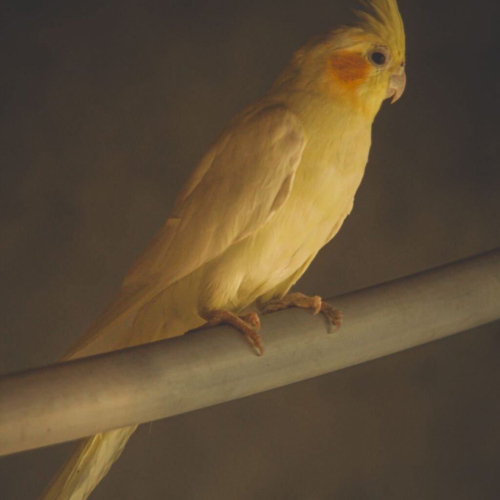 Cockatiel perched with its crest and body posture clearly visible