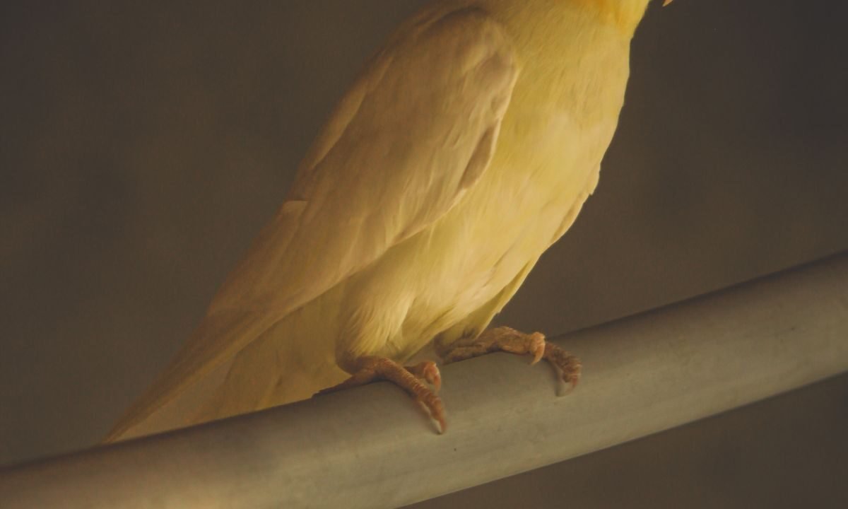 Cockatiel perched with its crest and body posture clearly visible