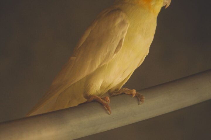 Cockatiel perched with its crest and body posture clearly visible