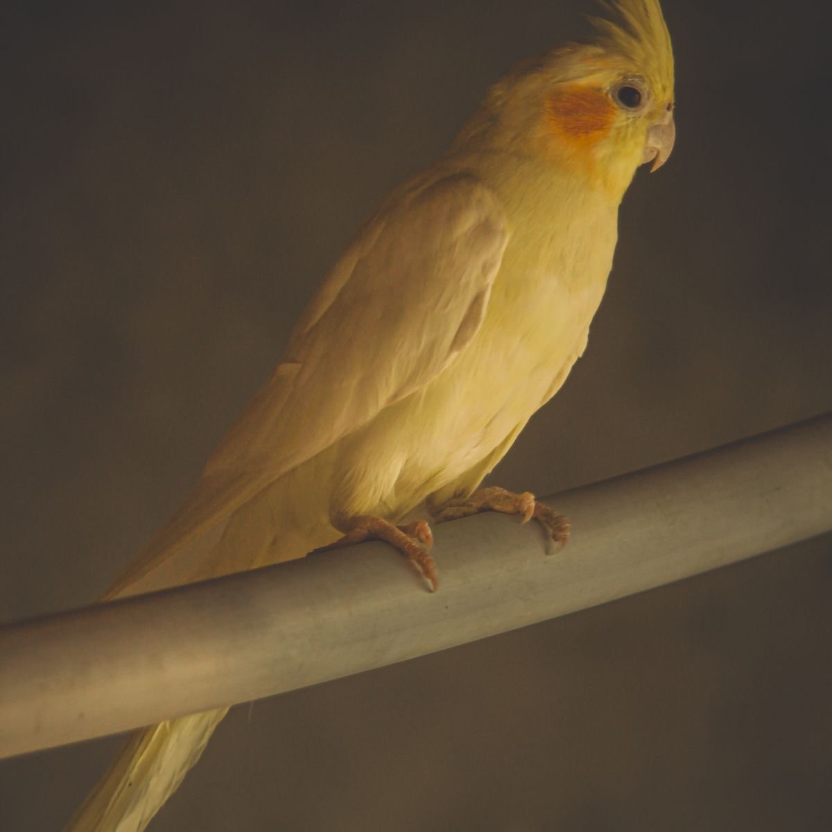 Cockatiel perched with its crest and body posture clearly visible