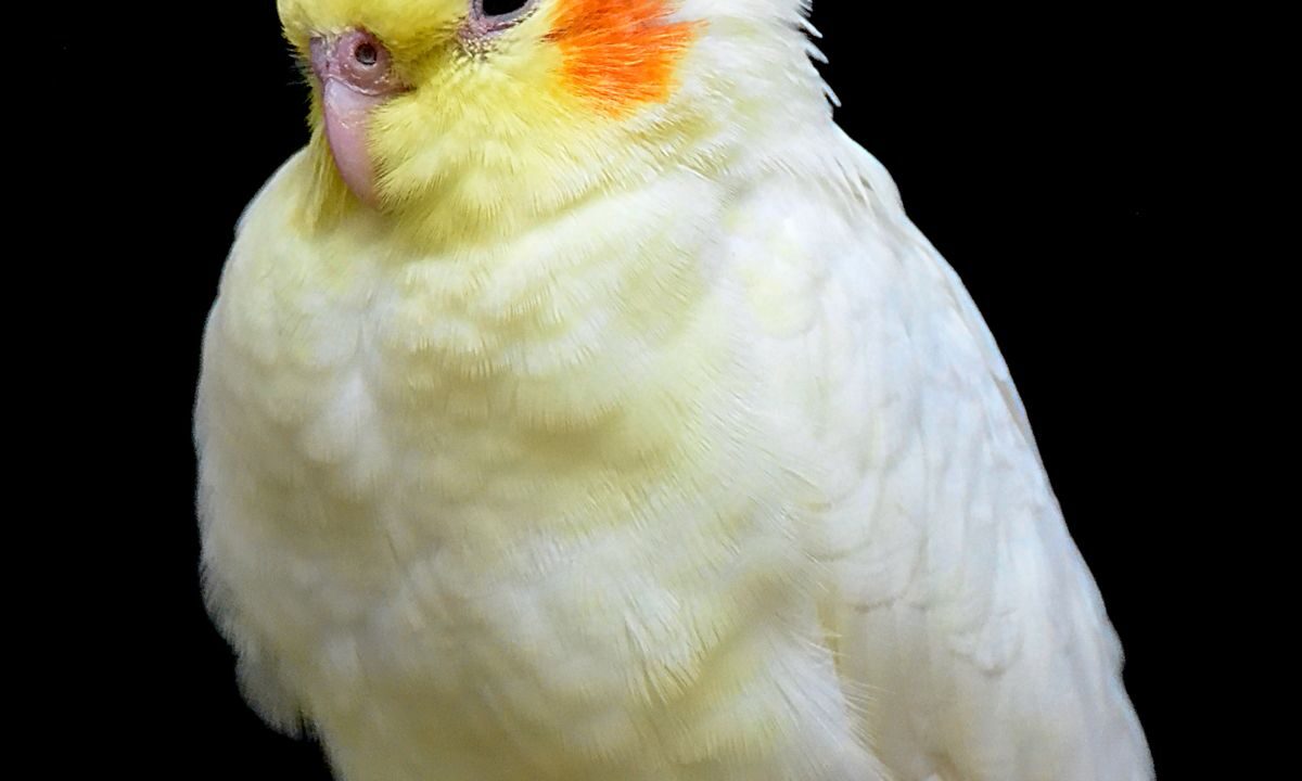 Cockatiel perched on a branch with its crest and plumage clearly visible