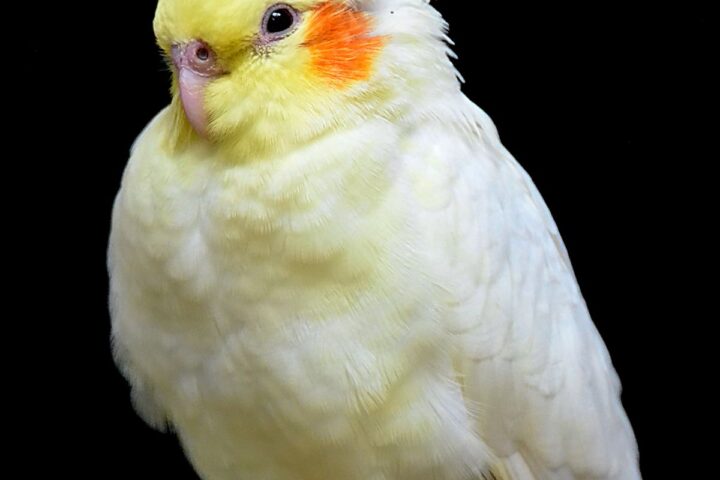 Cockatiel perched on a branch with its crest and plumage clearly visible