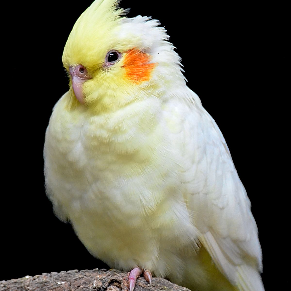 Cockatiel perched on a branch with its crest and plumage clearly visible