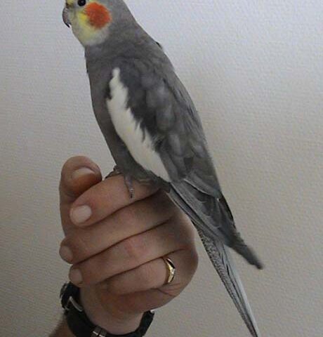 Cockatiel perched upright showing its crest and cheek patch