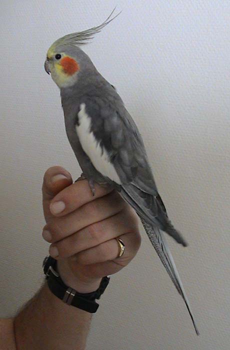 Cockatiel perched upright showing its crest and cheek patch