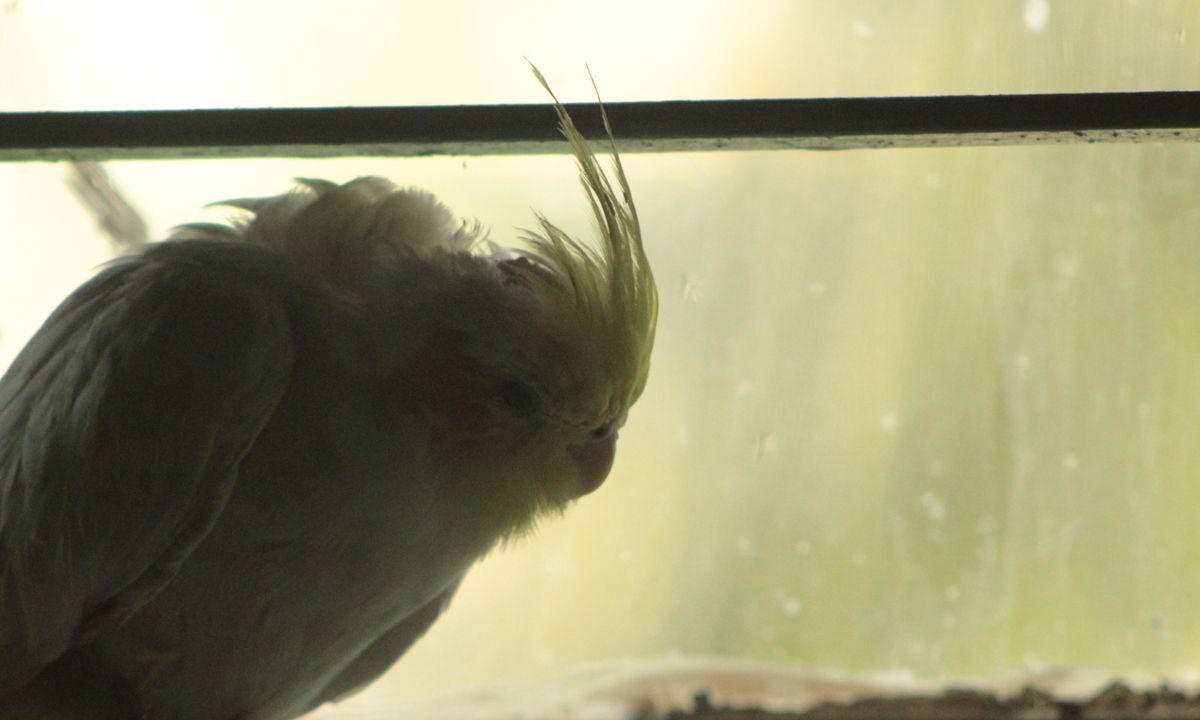 Cockatiel resting beside a window in a softly lit indoor setting