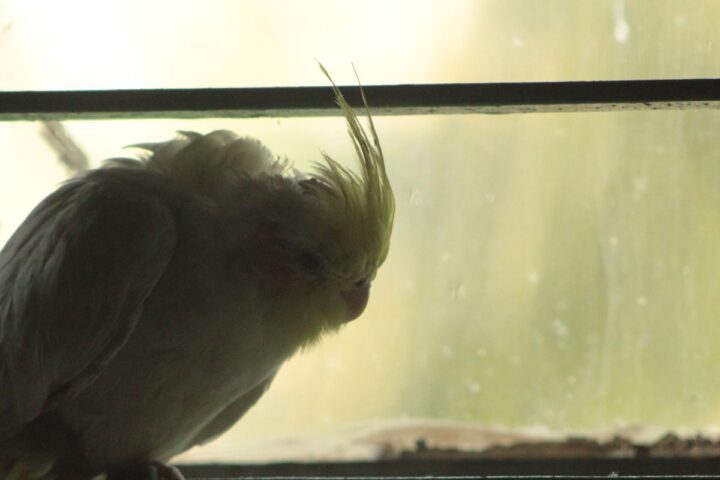 Cockatiel resting beside a window in a softly lit indoor setting
