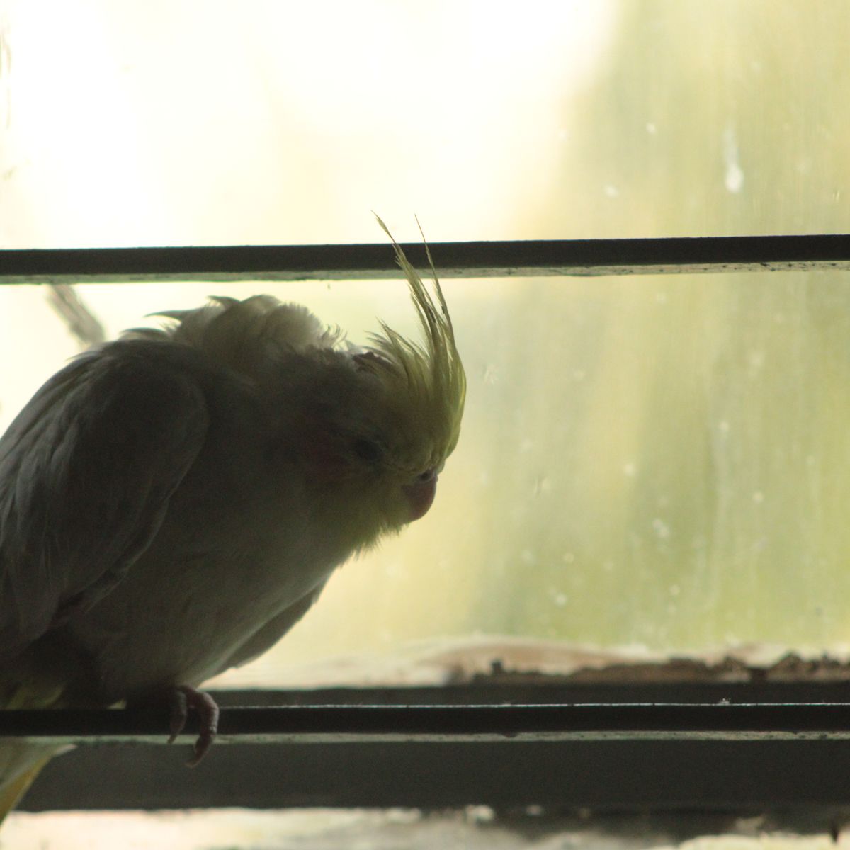 Cockatiel resting beside a window in a softly lit indoor setting