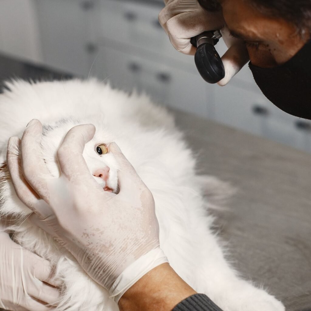 Veterinarian examining a cat during a routine health assessment