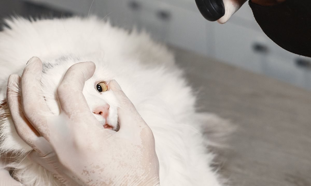 Veterinarian examining a cat during a routine health assessment