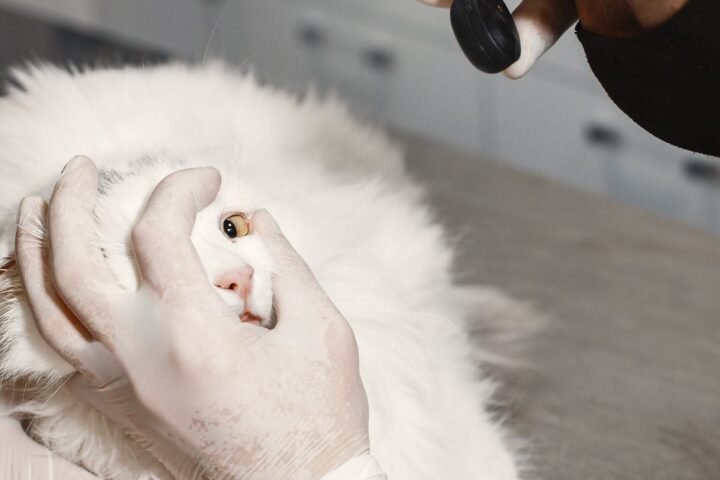 Veterinarian examining a cat during a routine health assessment