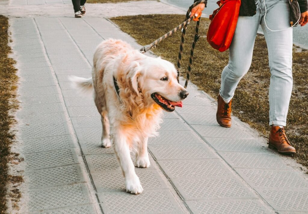 Person walking a Golden Retriever outdoors on a leash