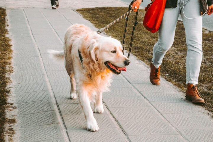 Person walking a Golden Retriever outdoors on a leash