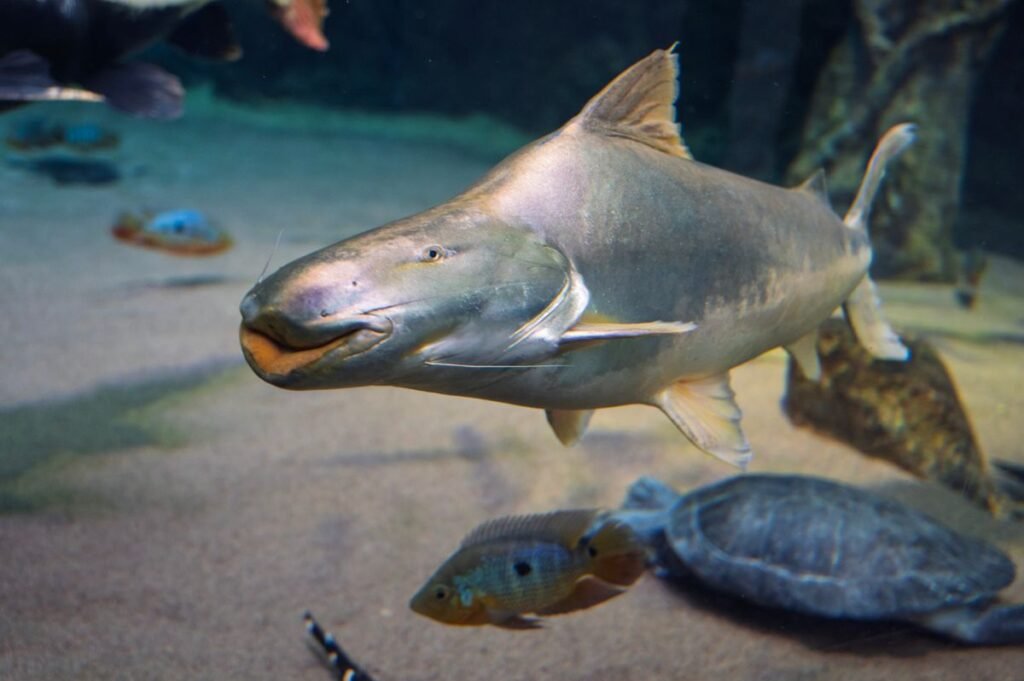 Freshwater fish swimming in a home aquarium during tank cycling and water testing