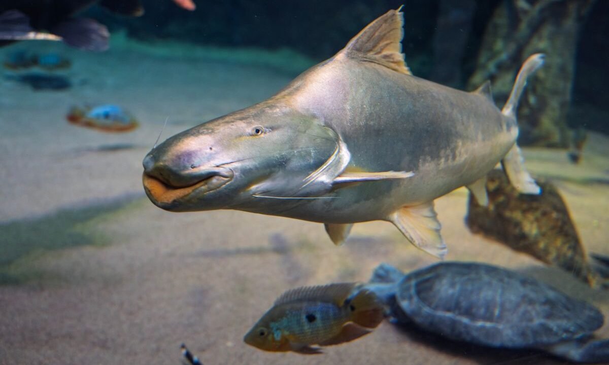 Freshwater fish swimming in a home aquarium during tank cycling and water testing