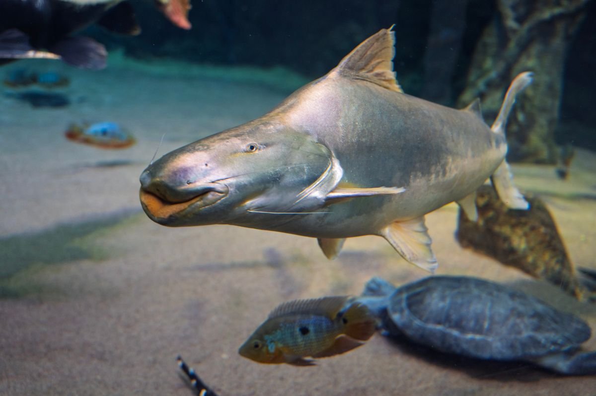 Freshwater fish swimming in a home aquarium during tank cycling and water testing