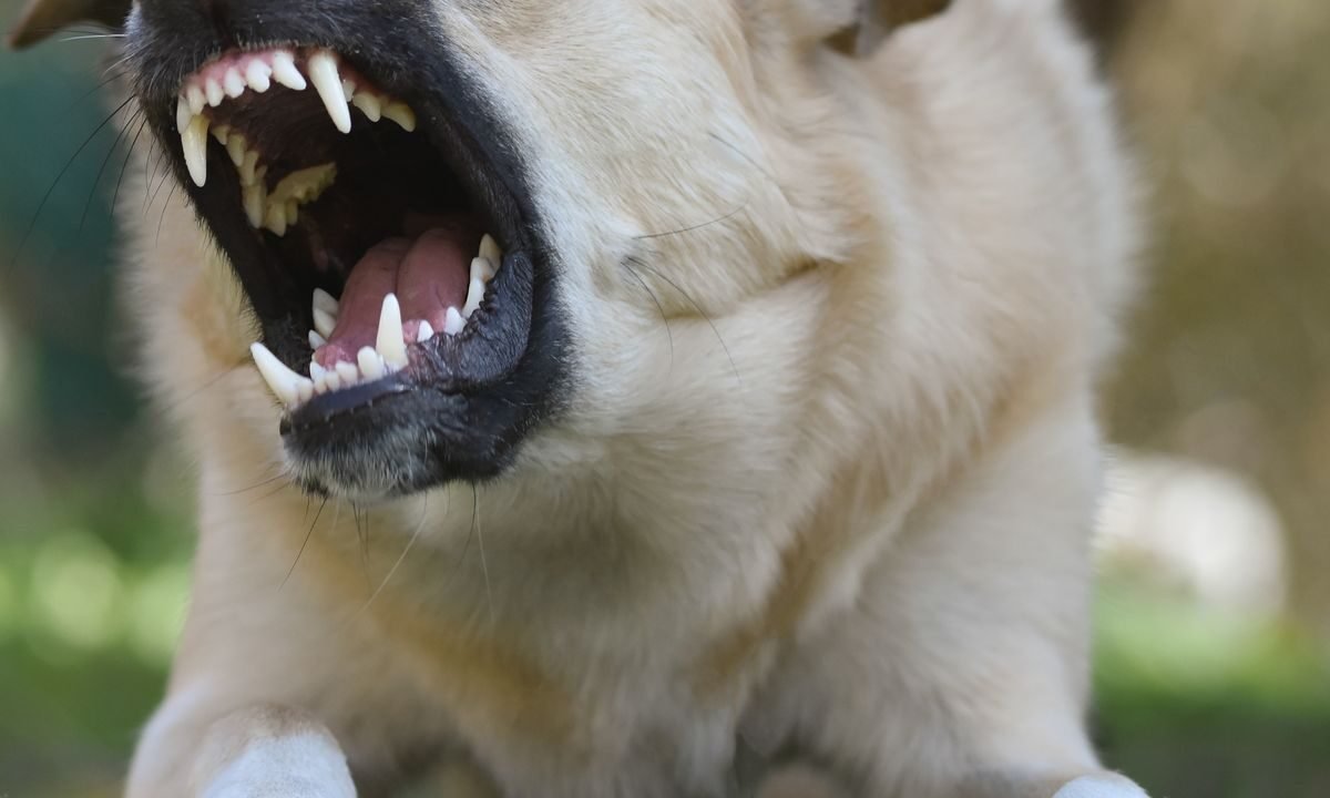 Dog displaying a growl warning signal during a tense moment