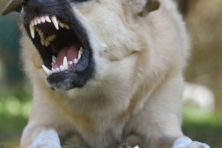 Dog displaying a growl warning signal during a tense moment