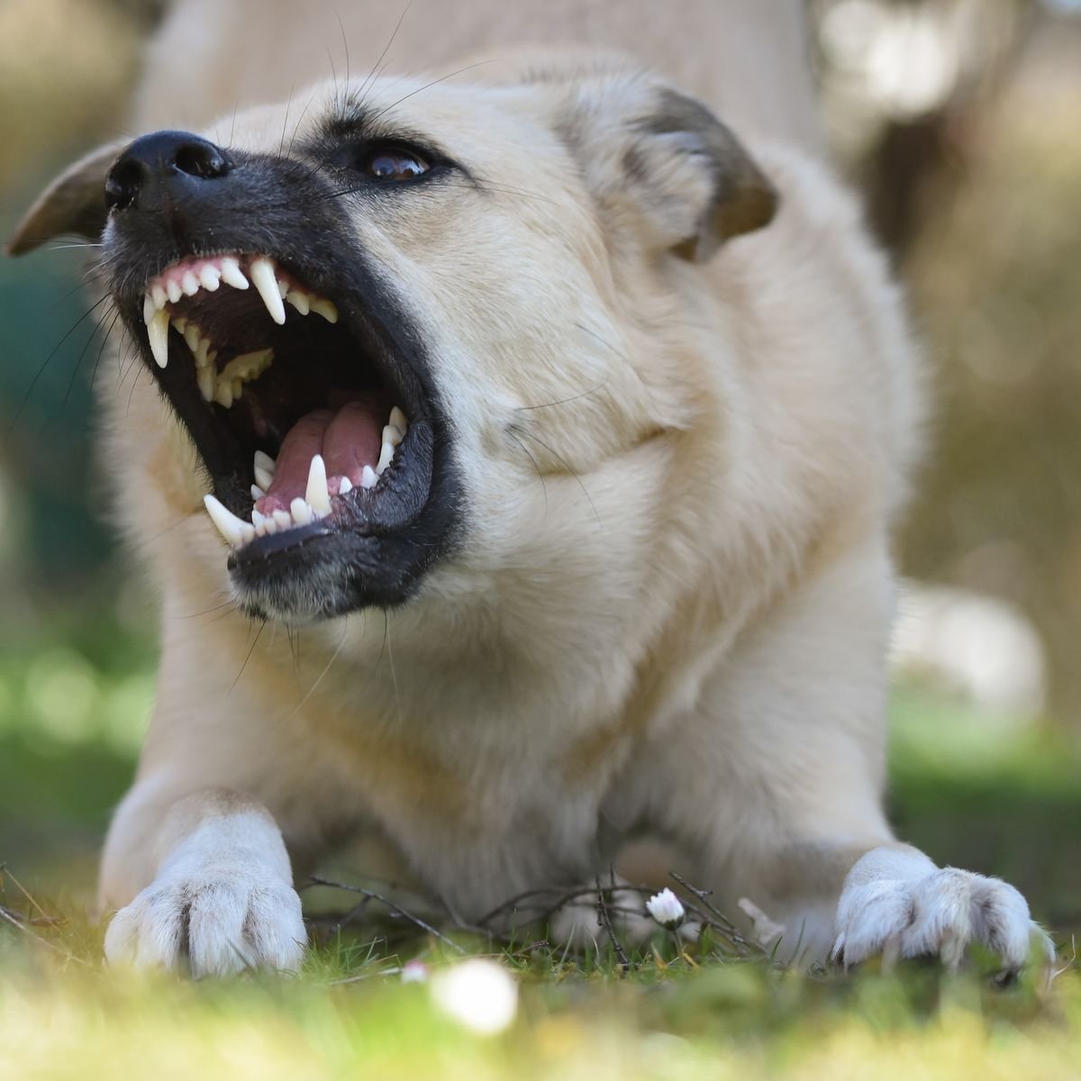 Dog displaying a growl warning signal during a tense moment