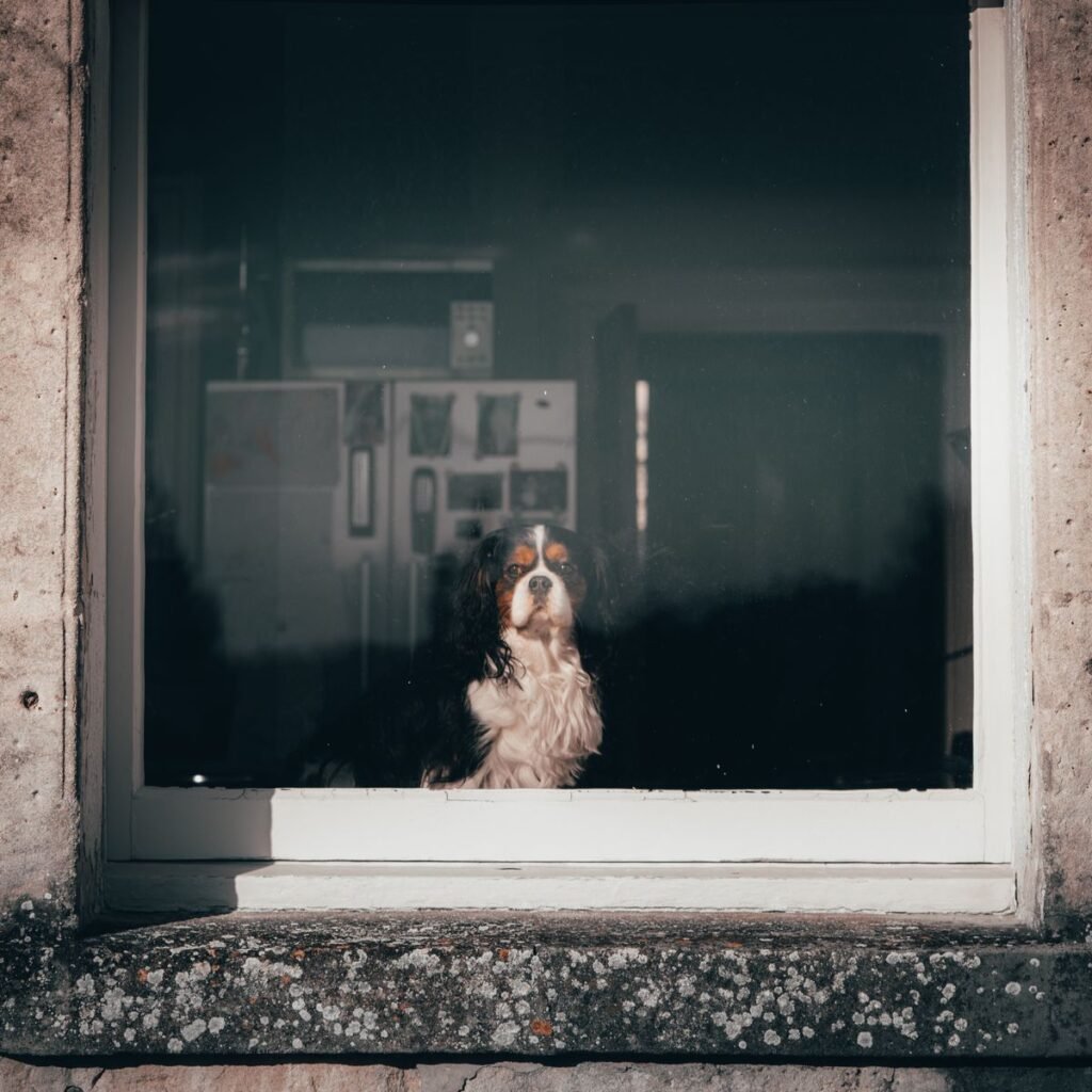 Dog sitting alone and looking through a window in a quiet room