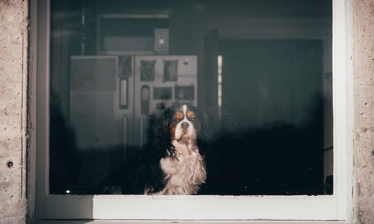 Dog sitting alone and looking through a window in a quiet room