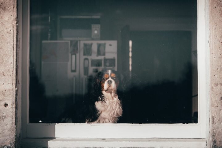 Dog sitting alone and looking through a window in a quiet room