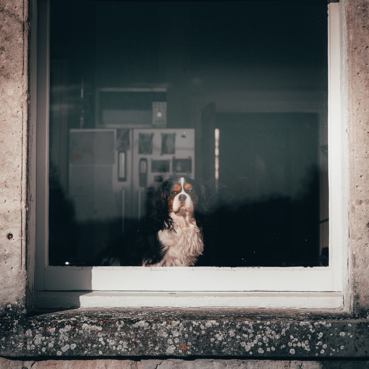 Dog sitting alone and looking through a window in a quiet room