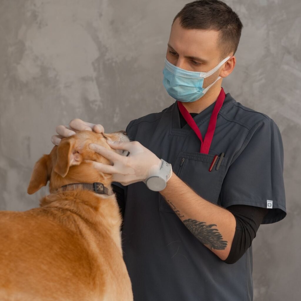 Veterinarian examining a dog during a clinic visit