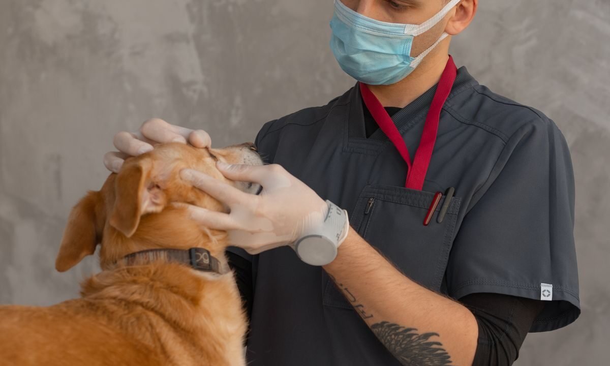 Veterinarian examining a dog during a clinic visit