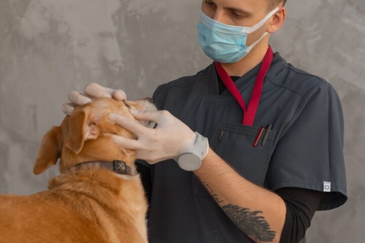 Veterinarian examining a dog during a clinic visit